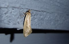 Tingena chloradelpha