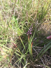 Comesperma polygaloides