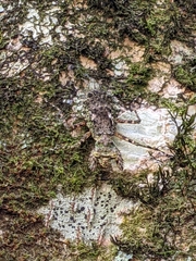 Theopompa ophthalmica