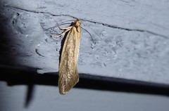 Tingena chloradelpha