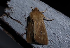 Ichneutica phaula