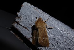 Ichneutica phaula