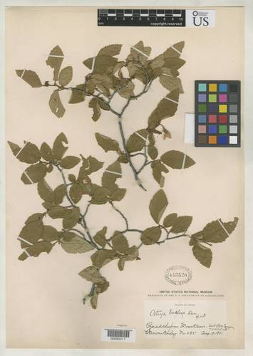 Knowlton's hophornbeam