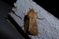 Ichneutica phaula