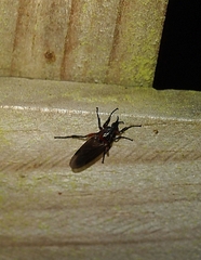 Dilophus nigrostigma