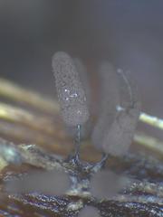 Comatricha vineatilis