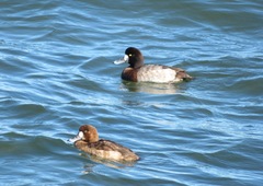 Aythya marila