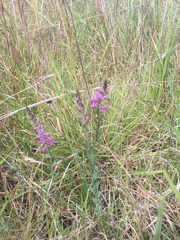 Comesperma polygaloides