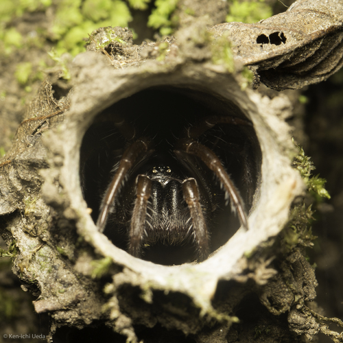 California Turret Spider