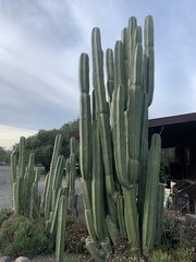 Lophocereus