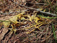 Physarum virescens