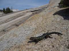 Sceloporus occidentalis taylori
