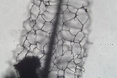 Comatricha vineatilis