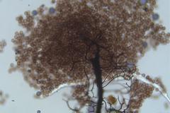 Comatricha vineatilis