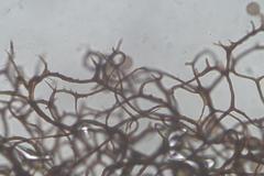 Comatricha vineatilis