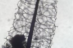 Comatricha vineatilis