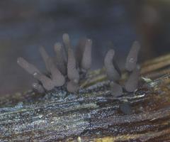 Comatricha vineatilis