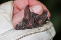 Trachops cirrhosus
