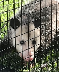 Didelphis virginiana
