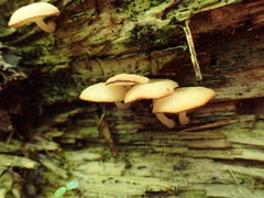 Crepidotus nyssicola