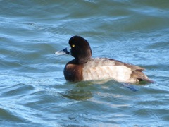 Aythya marila
