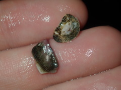 Ischnochiton australis