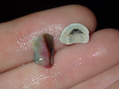 Ischnochiton australis