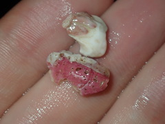 Megabalanus coccopoma