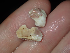 Megabalanus coccopoma