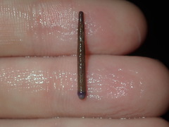 Heliocidaris erythrogramma