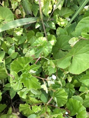 Begonia hirtella