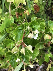 Begonia hirtella