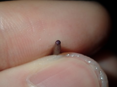 Heliocidaris erythrogramma