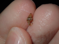 Pseudamycla dermestoidea