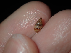 Pseudamycla dermestoidea