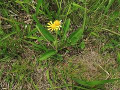 Tephroseris integrifolia
