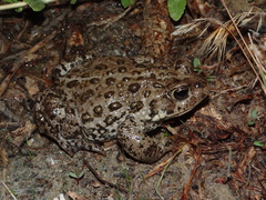 Anaxyrus nevadensis