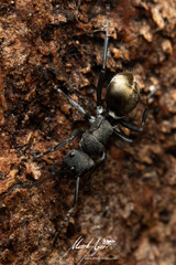 Polyrhachis erato