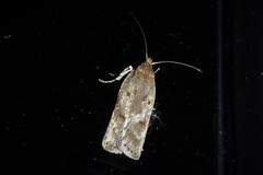 Phaeosaces apocrypta