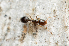 Monomorium sydneyense