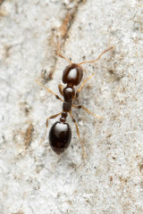 Monomorium sydneyense