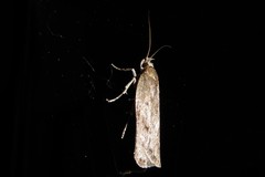 Phaeosaces apocrypta