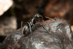 Iridomyrmex mayri