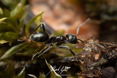 Iridomyrmex mayri