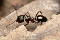 Notoncus ectatommoides