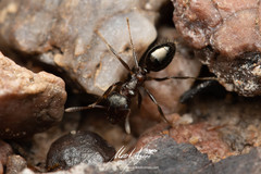 Notoncus ectatommoides