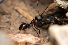 Notoncus ectatommoides