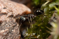 Notoncus ectatommoides