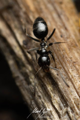 Technomyrmex sophiae