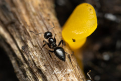 Technomyrmex sophiae